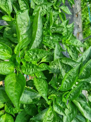 명당님의 고추 · 비료•농약 작성글 사진