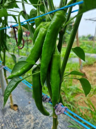 명당님의 고추 · 비료•농약 작성글 사진