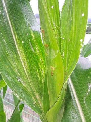 하루돌이님의 옥수수 · 병해충상담 작성글 사진