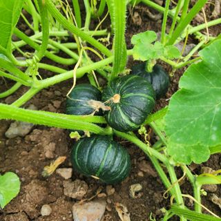 김영미(용흥팜)님의 장터이야기 · 자유게시판 작성글 사진