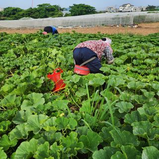 김영미(용흥팜)님의 장터이야기 · 자유게시판 작성글 사진