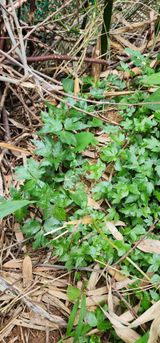 팜모닝 · 게시글 이미지