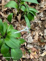 팜모닝 매실·자유게시판 게시글 이미지