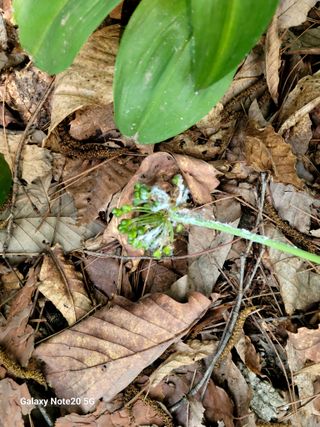 한양희님의 매실 · 자유게시판 작성글 사진