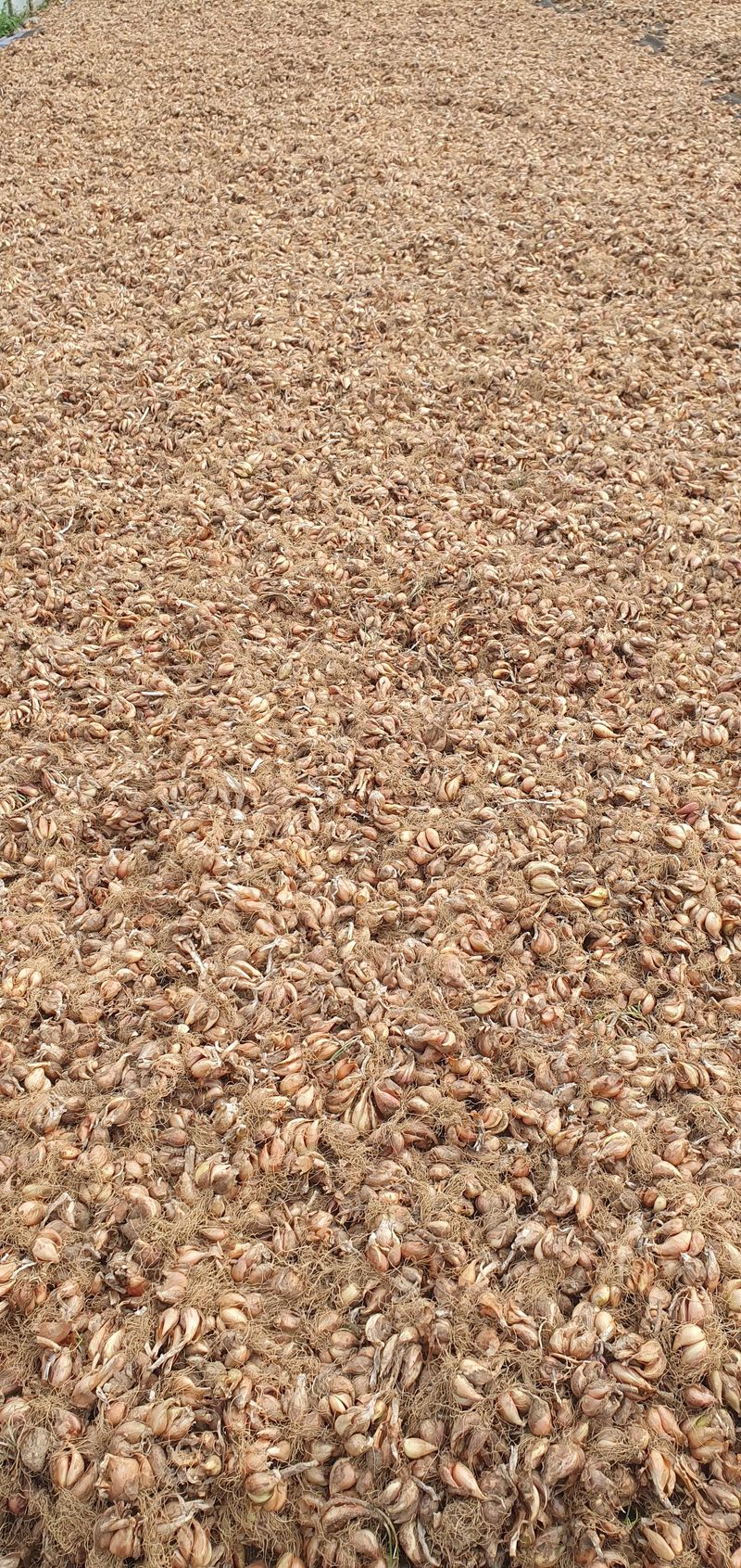 장터 상품 [쪽파종구] 썸네일