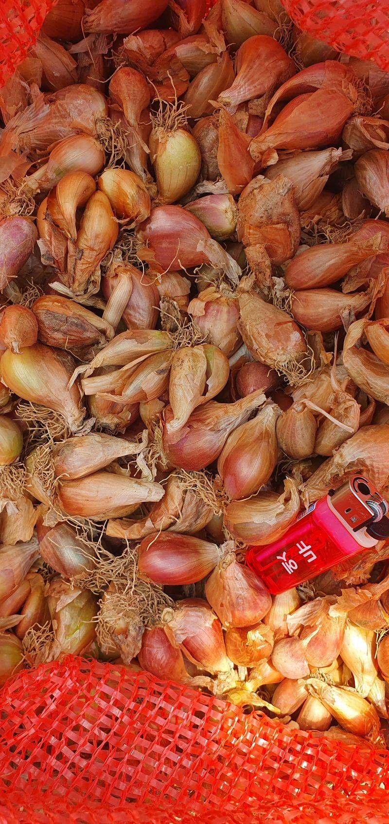 노춘현님의 장터 판매 상품 [쪽파종구] 첨부 사진