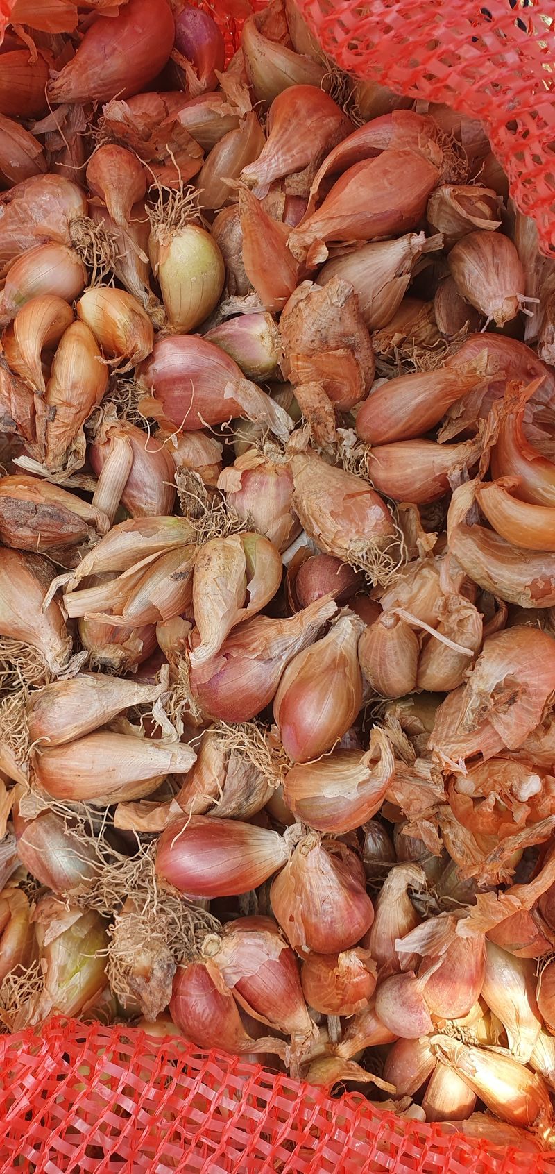 노춘현님의 장터 판매 상품 [쪽파종구] 첨부 사진