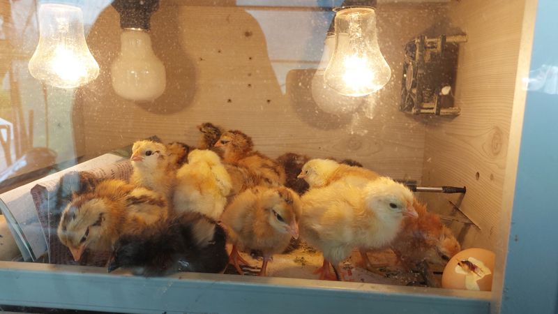 장터 상품 [병아리] 썸네일