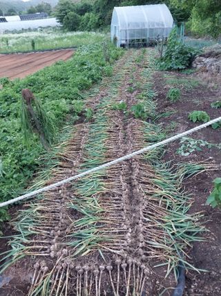 윤홍규님의 마늘 · 수확 작성글 사진