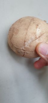 팜모닝 감자·자유게시판 게시글 이미지