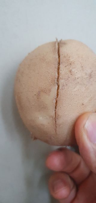 춘천(세모돌이)님의 감자 · 자유게시판 작성글 사진