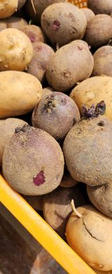 팜모닝 감자·병해충상담 게시글 이미지