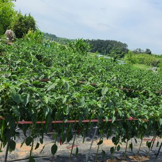 이※경님의 고추 · 일상 작성글 사진