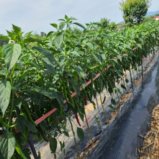 이※경님의 고추 · 일상 작성글 사진