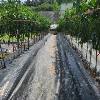 이※경님의 고추 · 일상 작성글 사진