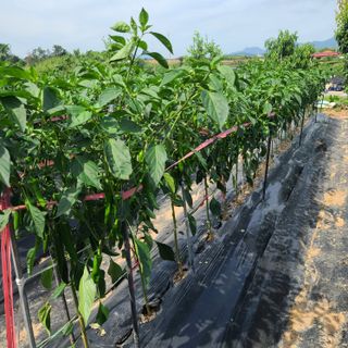 이※경님의 고추 · 일상 작성글 사진