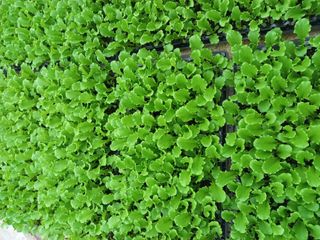 농민님의 상추 · 자유게시판 작성글 사진