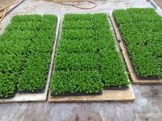 농민님의 상추 · 자유게시판 작성글 사진