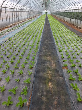 농민님의 상추 · 자유게시판 작성글 사진