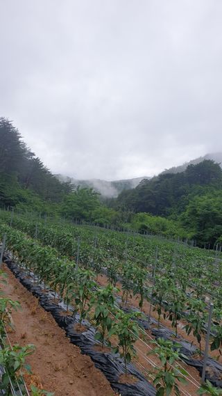 호랑이와인성이님의 고추 · 일상 작성글 사진