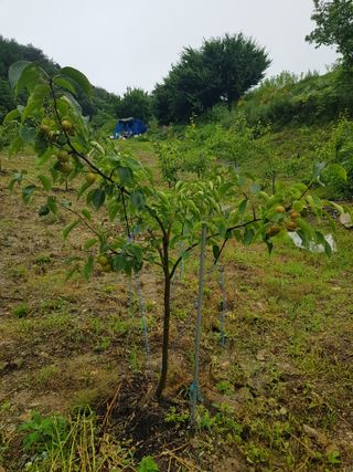 당근한개님의 기타작물 · 자유게시판 작성글 사진