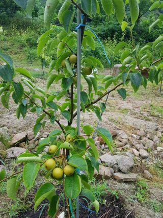 당근한개님의 기타작물 · 자유게시판 작성글 사진