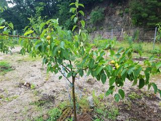 당근한개님의 기타작물 · 자유게시판 작성글 사진