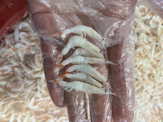 목포 물좋은수산님의 작성글 사진