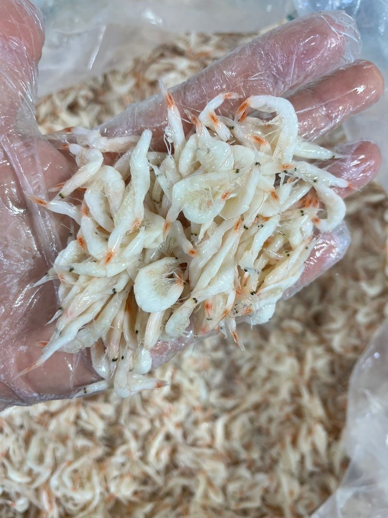 목포 물좋은수산님의 장터 판매 상품 [최상급 햇 육젓2kg] 첨부 사진