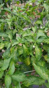 팜모닝 고추·병해충상담 게시글 이미지