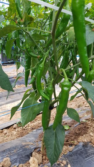 김광수님의 고추 · 병해충상담 작성글 사진