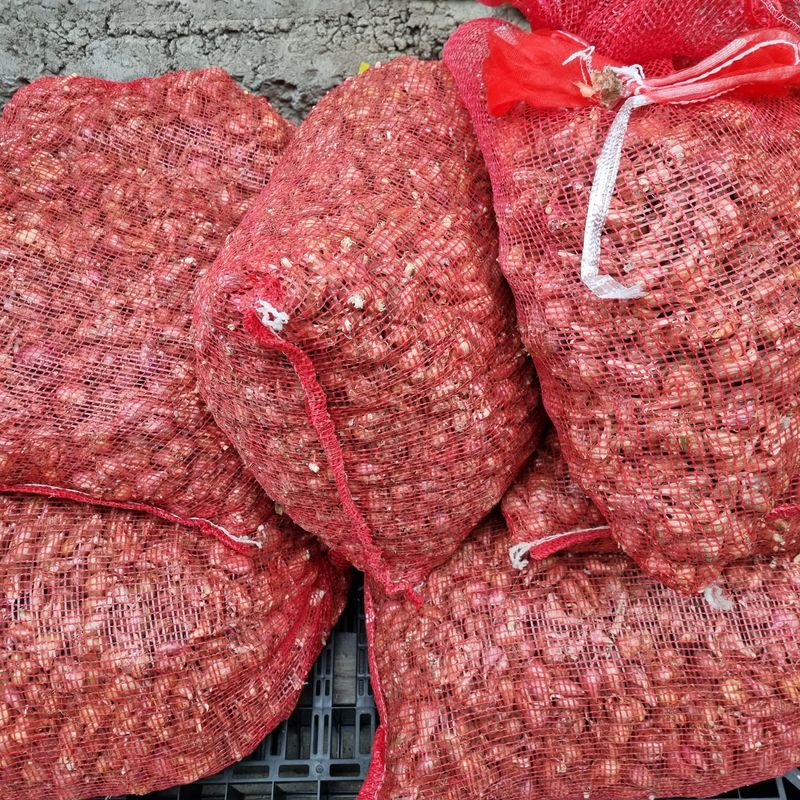 정대장님의 장터 판매 상품 [쪽파 씨앗 1kg] 첨부 사진