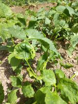 팜모닝 기타작물·병해충상담 게시글 이미지