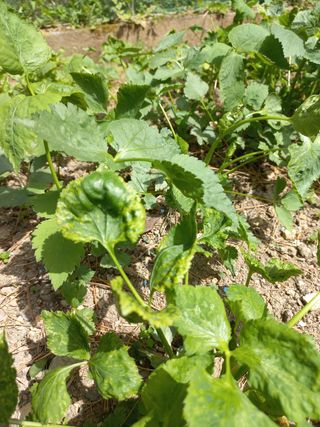 고르망 님의 기타작물 · 병해충상담 작성글 사진