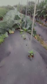 팜모닝 고추·품종•종자 게시글 이미지