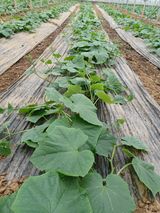 팜모닝 오이·자유게시판 게시글 이미지