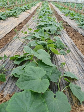 자두20569님의 오이 · 자유게시판 작성글 사진