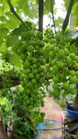 팜모닝 복숭아·영농일지 게시글 이미지