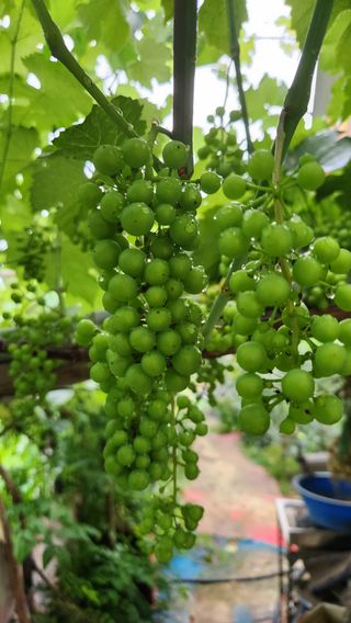 호두마루님의 복숭아 · 영농일지 작성글 사진