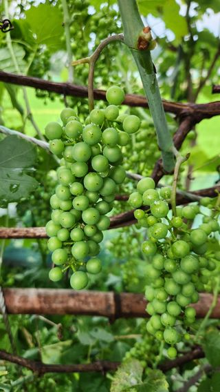 호두마루님의 복숭아 · 영농일지 작성글 사진