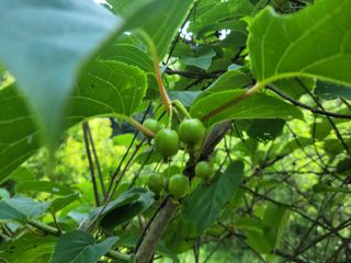 자연농원 순 강재옥님의 자유주제 · 자유게시판 작성글 사진