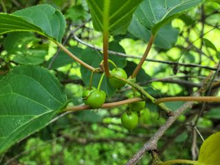 자연농원 순 강재옥님의 자유주제 · 자유게시판 작성글 사진