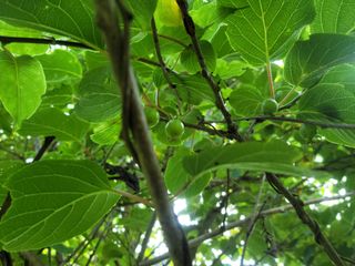 자연농원 순 강재옥님의 자유주제 · 자유게시판 작성글 사진