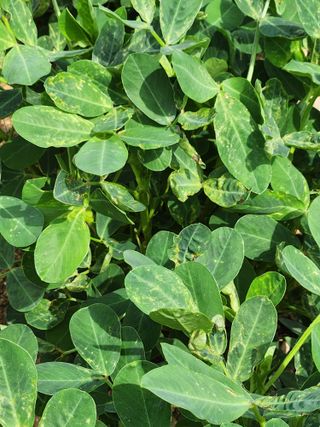 시민님의 기타작물 · 병해충상담 작성글 사진