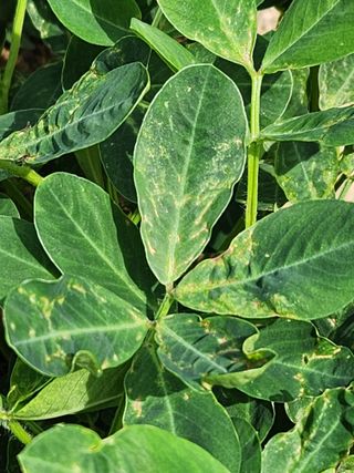 시민님의 기타작물 · 병해충상담 작성글 사진