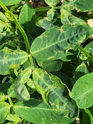 시민님의 기타작물 · 병해충상담 작성글 사진