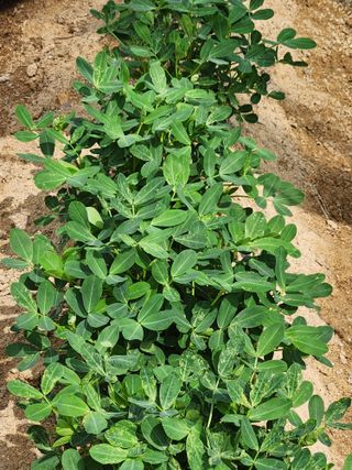 시민님의 기타작물 · 병해충상담 작성글 사진