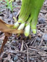 팜모닝 옥수수·병해충상담 게시글 이미지