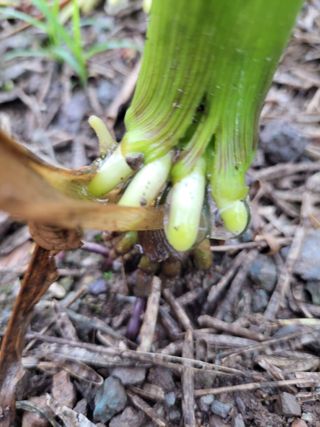 이영철님의 옥수수 · 병해충상담 작성글 사진