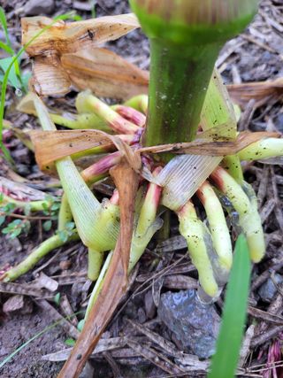 이영철님의 옥수수 · 병해충상담 작성글 사진